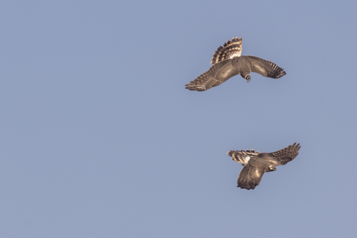 Aguilucho Papialbo - ML647470543