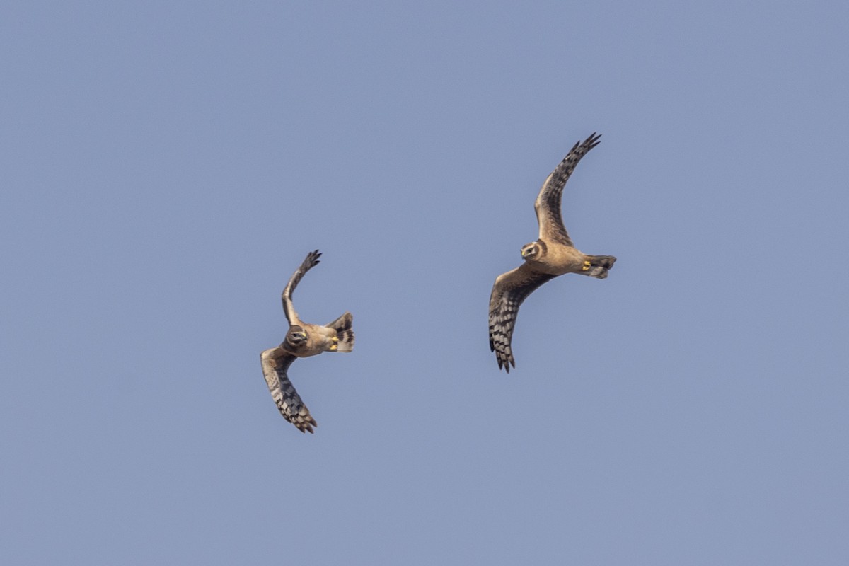 Aguilucho Papialbo - ML647470544