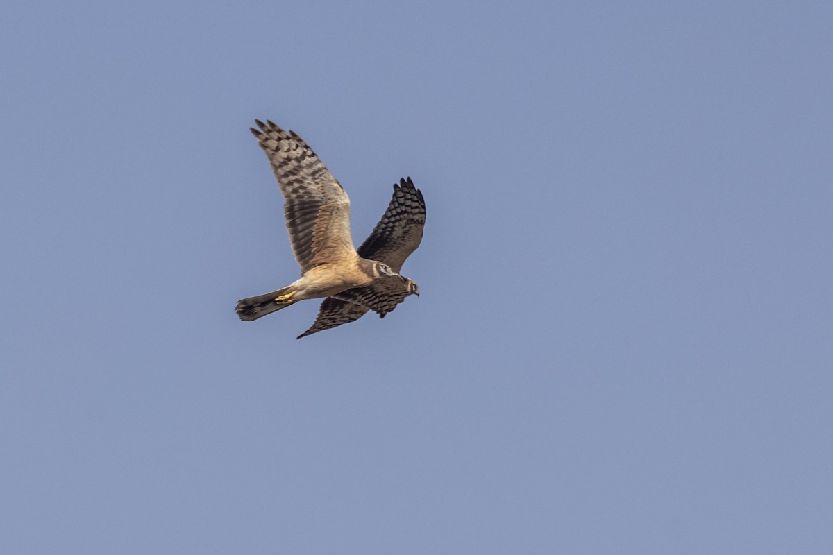 Aguilucho Papialbo - ML647470545