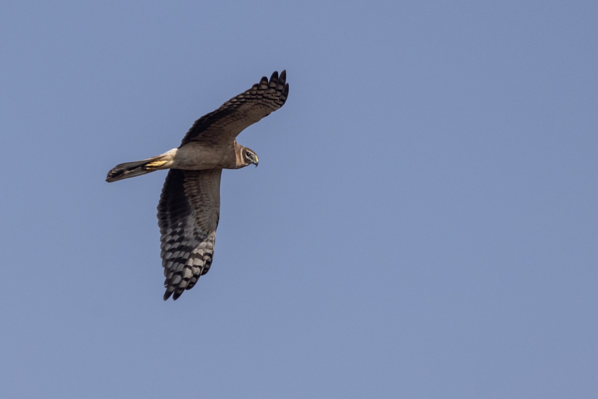 Aguilucho Papialbo - ML647470547