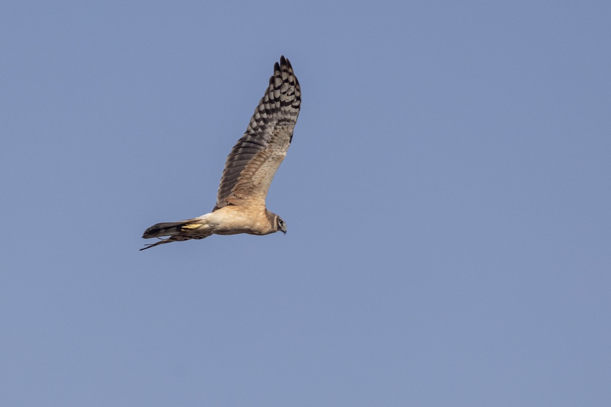 Aguilucho Papialbo - ML647470549