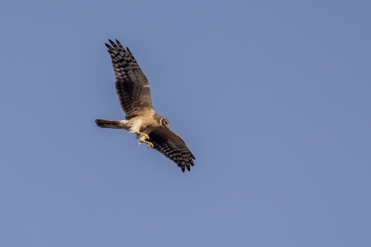 Aguilucho Papialbo - ML647470551