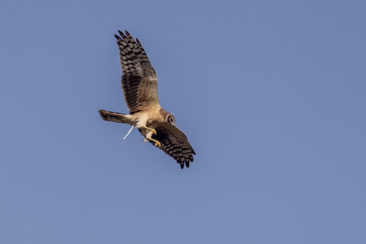 Aguilucho Papialbo - ML647470552