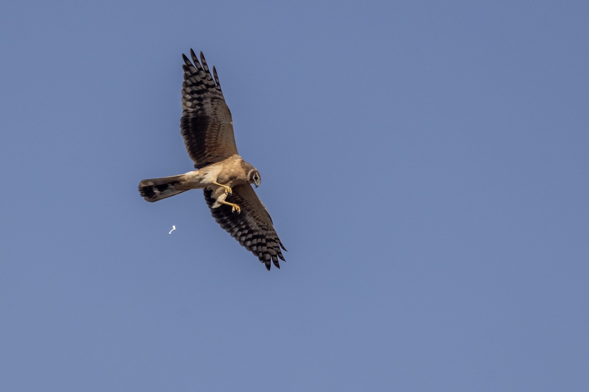 Aguilucho Papialbo - ML647470553
