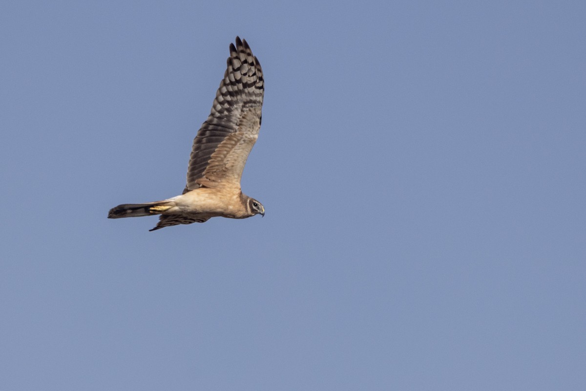 Aguilucho Papialbo - ML647470554