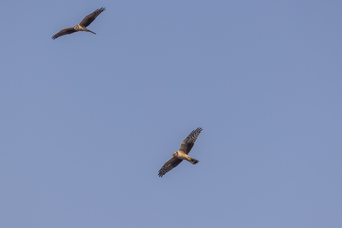 Aguilucho Papialbo - ML647470556