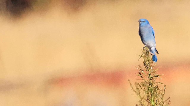 Mountain Bluebird - ML647470613