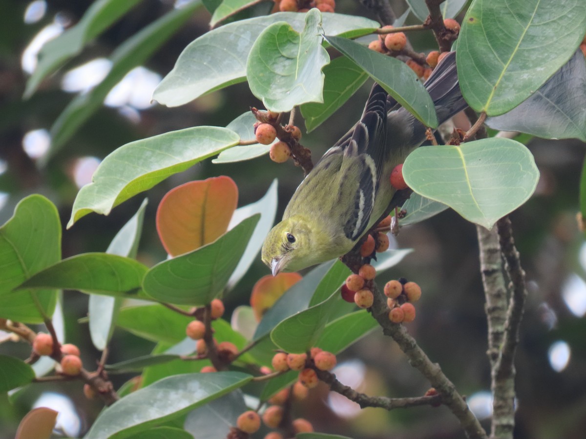 Пісняр-лісовик каштановий - ML647470620