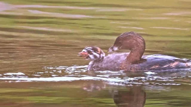 Pied-billed Grebe - ML647470624