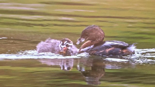 Pied-billed Grebe - ML647470625