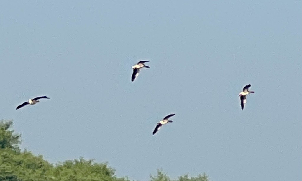 Buteo sp. - ML647470635