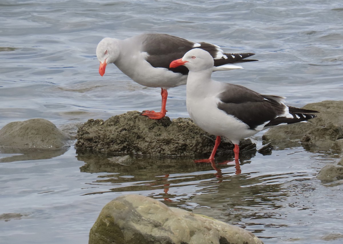 Dolphin Gull - ML647470638