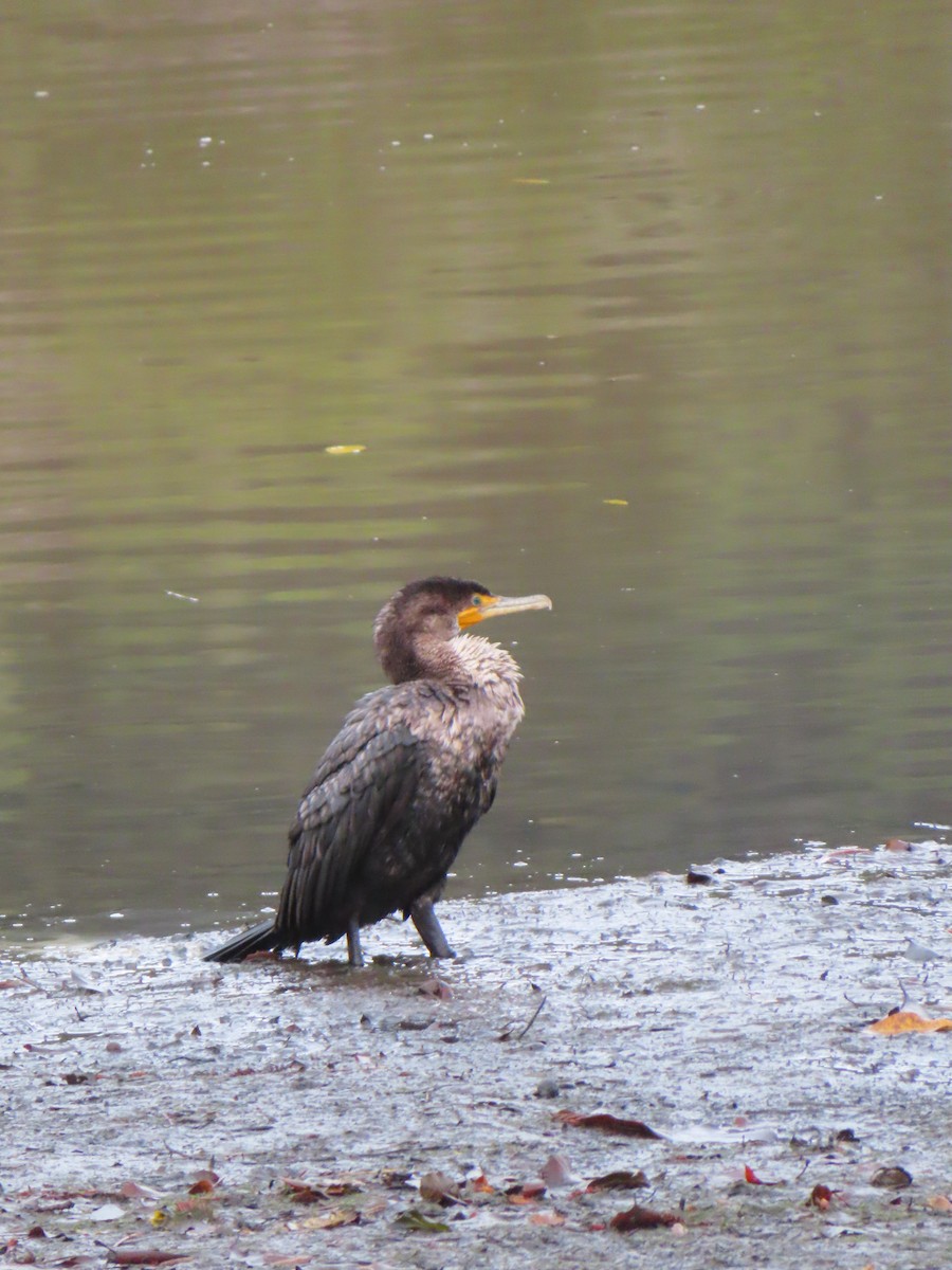 Ушастый баклан - ML647470648