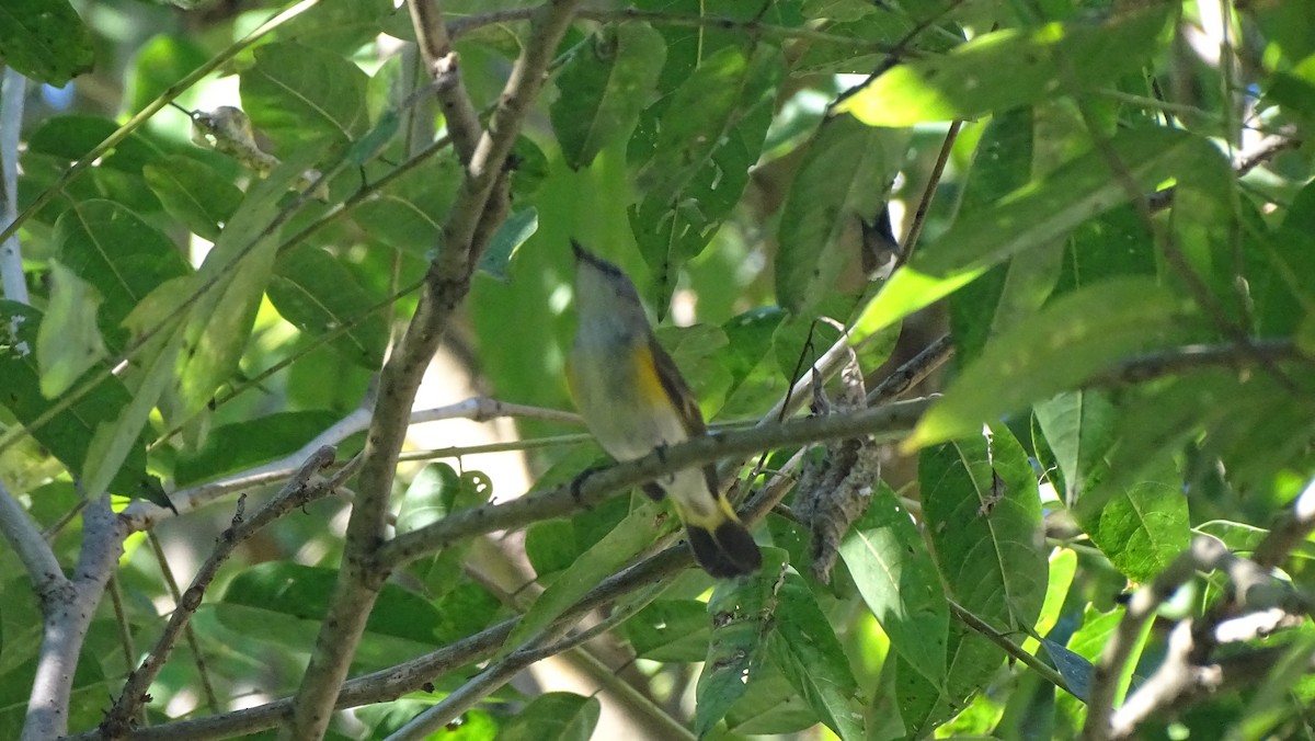 Kızıl Kuyruklu Ötleğen - ML647470656