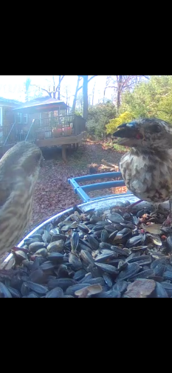 ムラサキマシコ - ML647470678