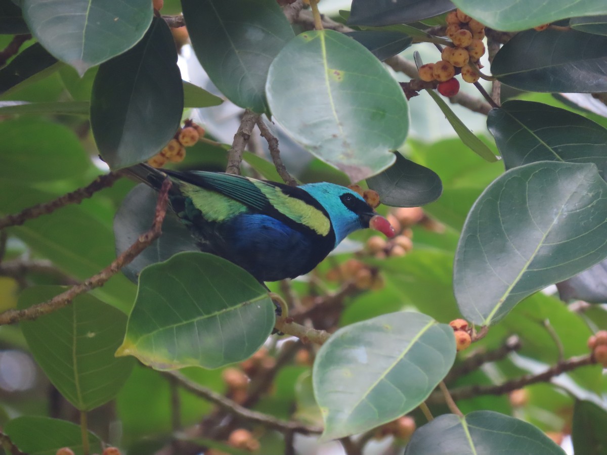 Танагра блакитношия - ML647470680