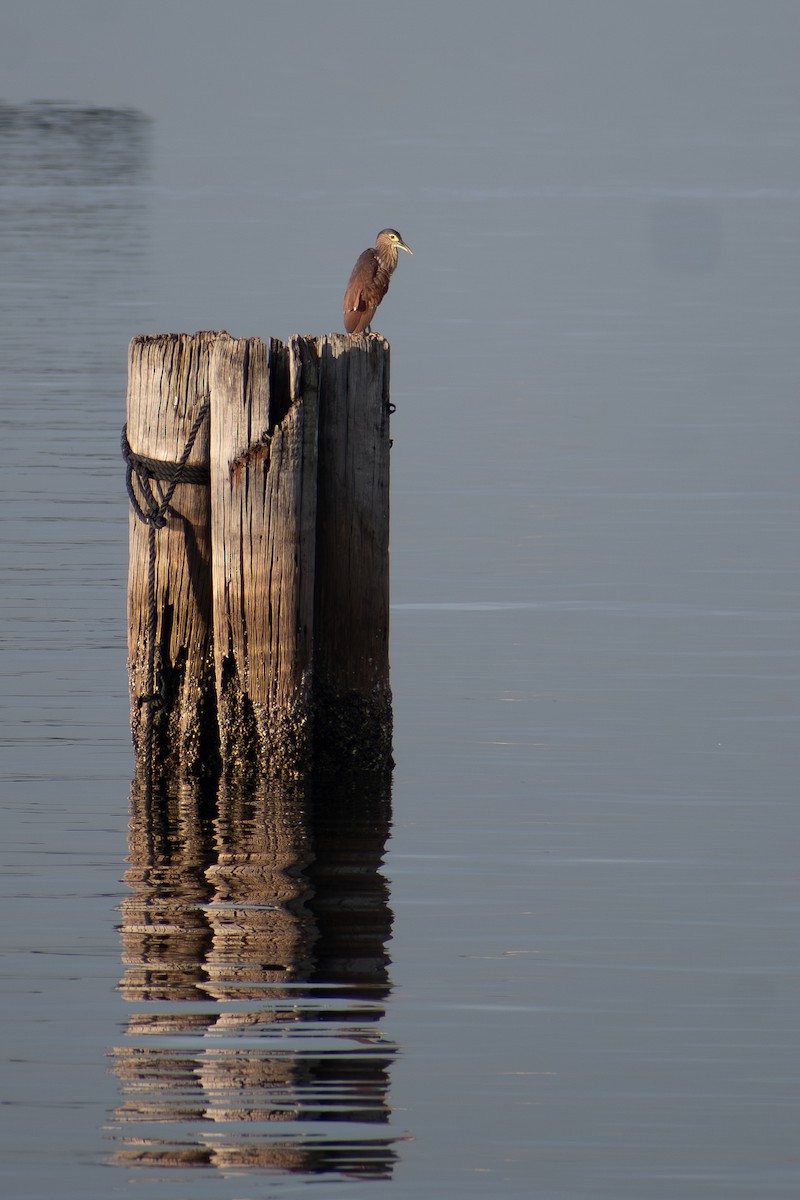 Nankeen Night Heron - ML647470688
