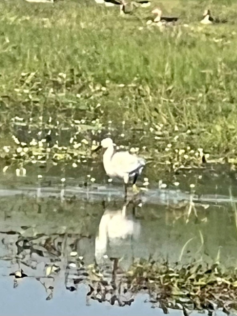 Little Egret - ML647470691