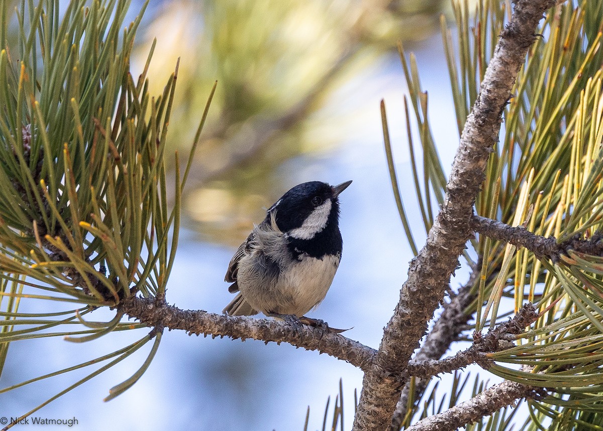 Coal Tit (Cyprus) - ML647470693