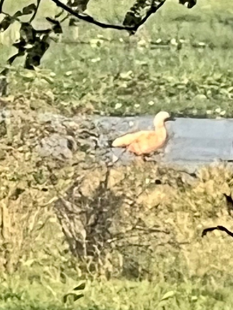 Ruddy Shelduck - ML647470695