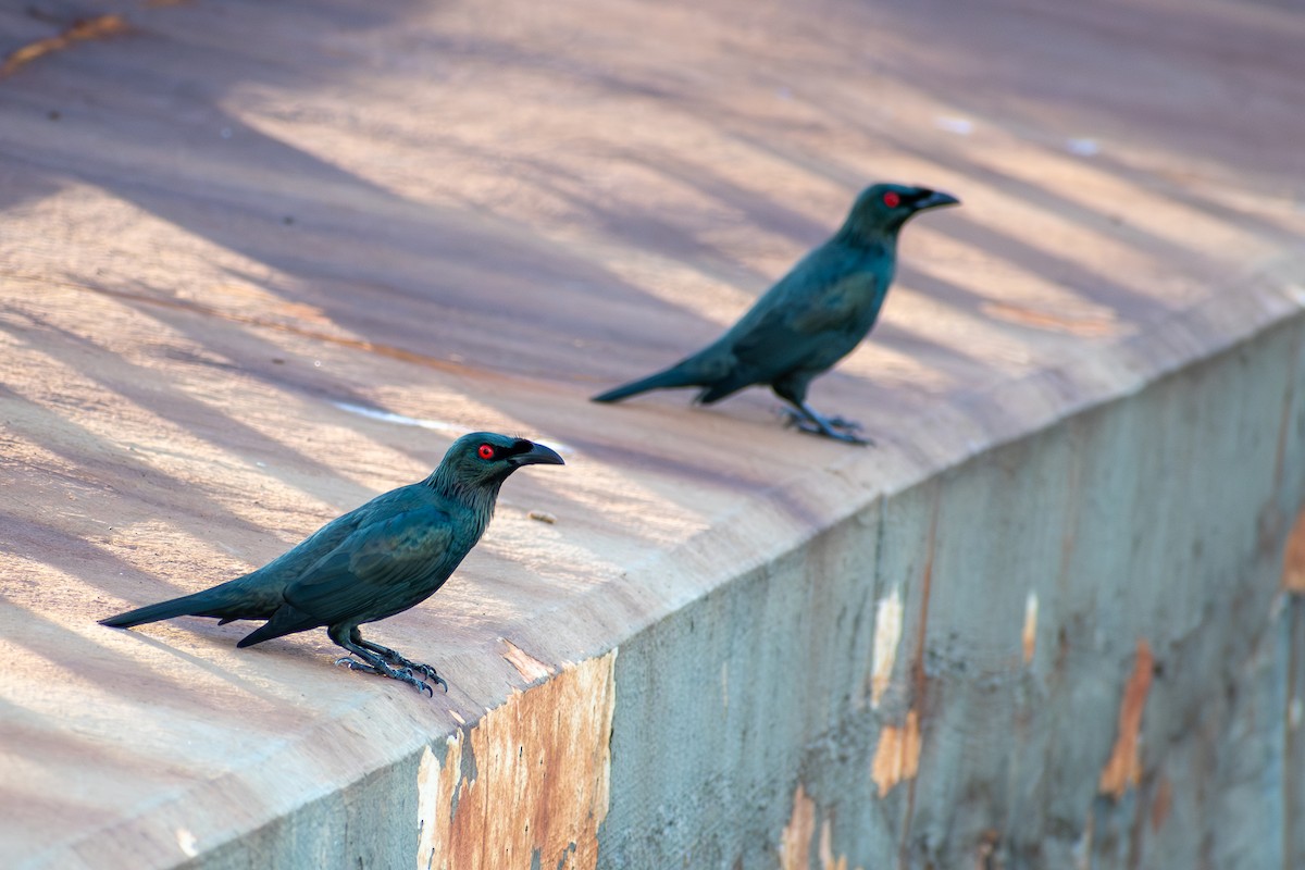 Malay Sığırcığı - ML647470697