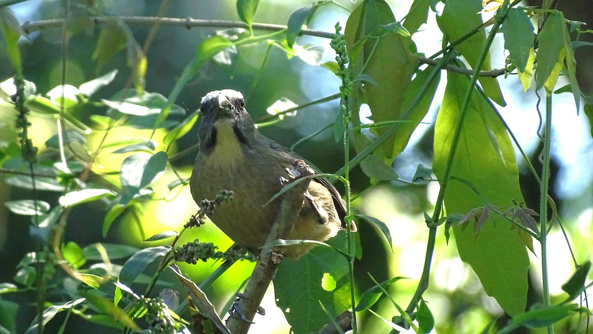 Kuzeyli Kurşuni Saltator - ML647470698