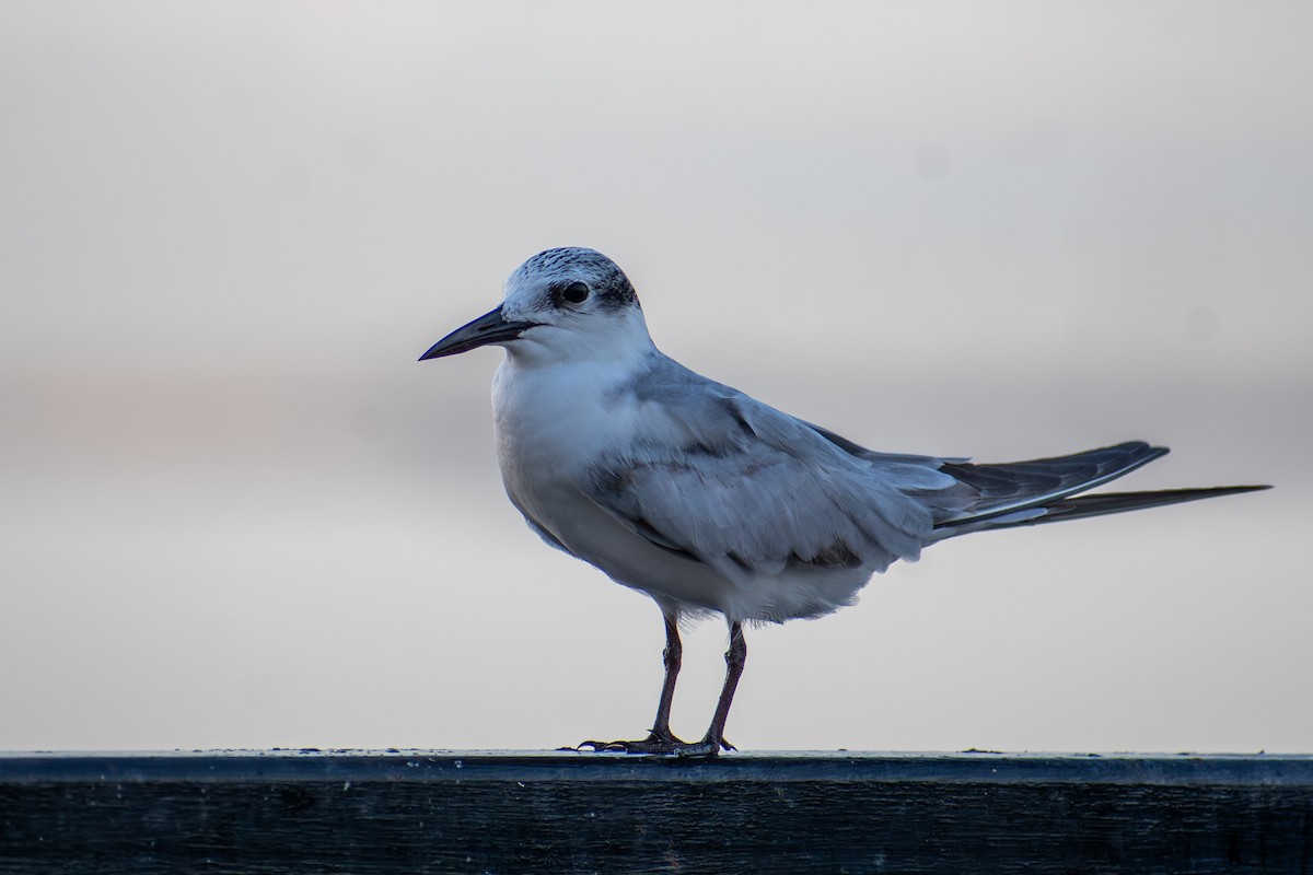 Whiskered Tern - ML647470713