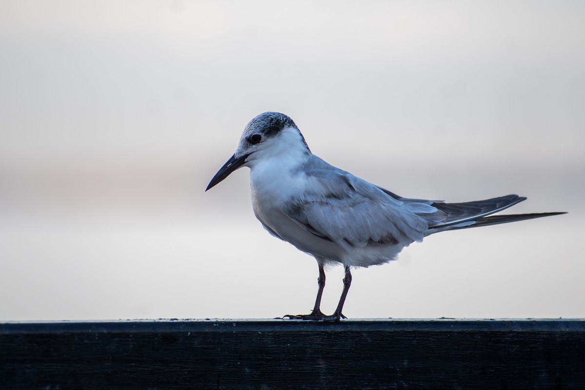 Whiskered Tern - ML647470714