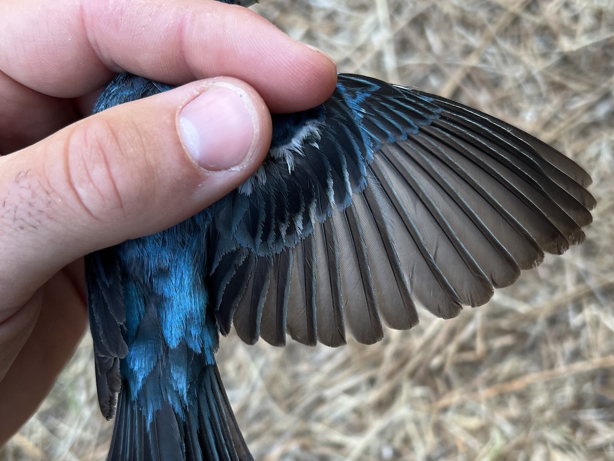 Lazuli Bunting - ML647470739