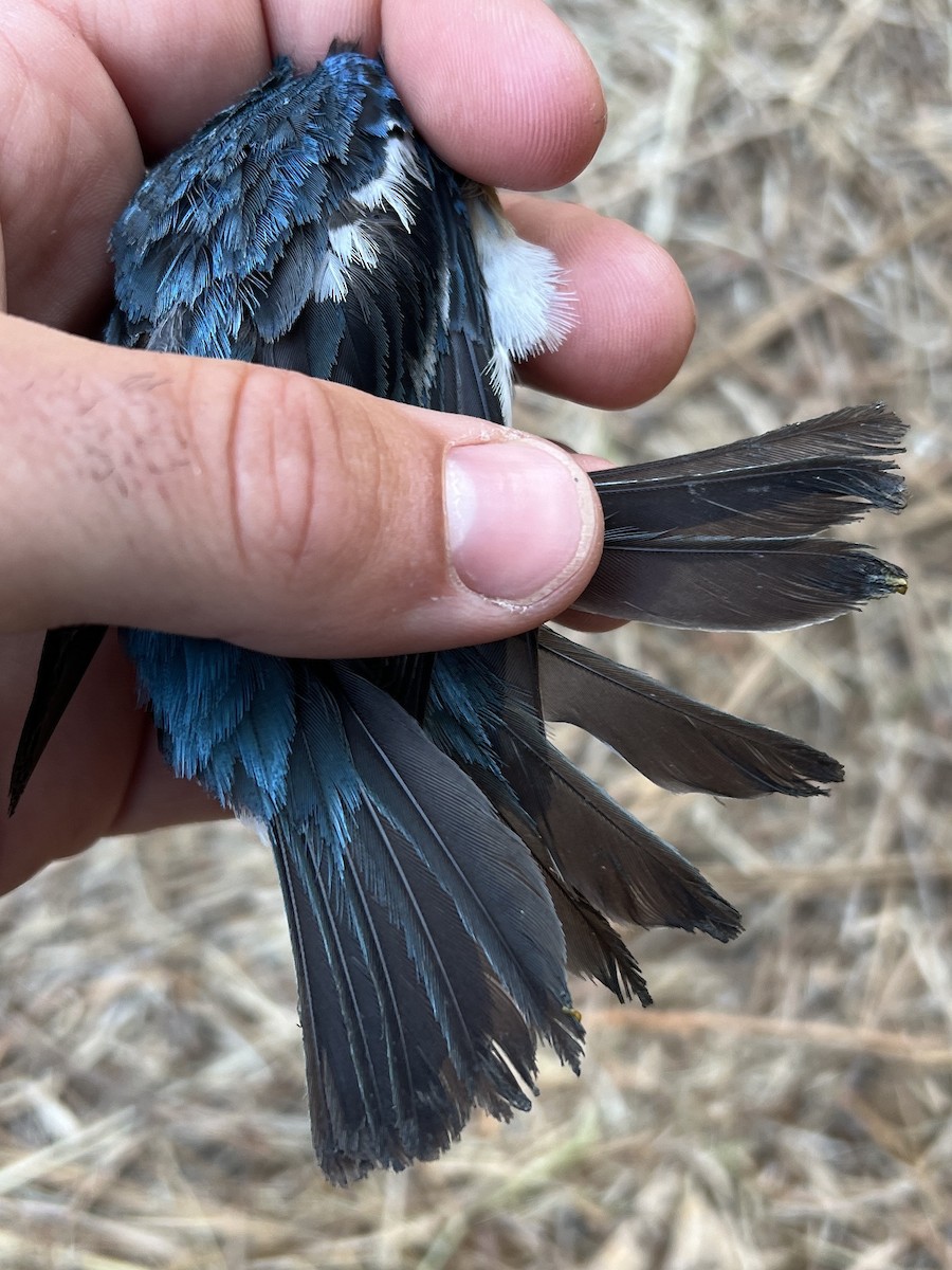 Lazuli Bunting - ML647470740