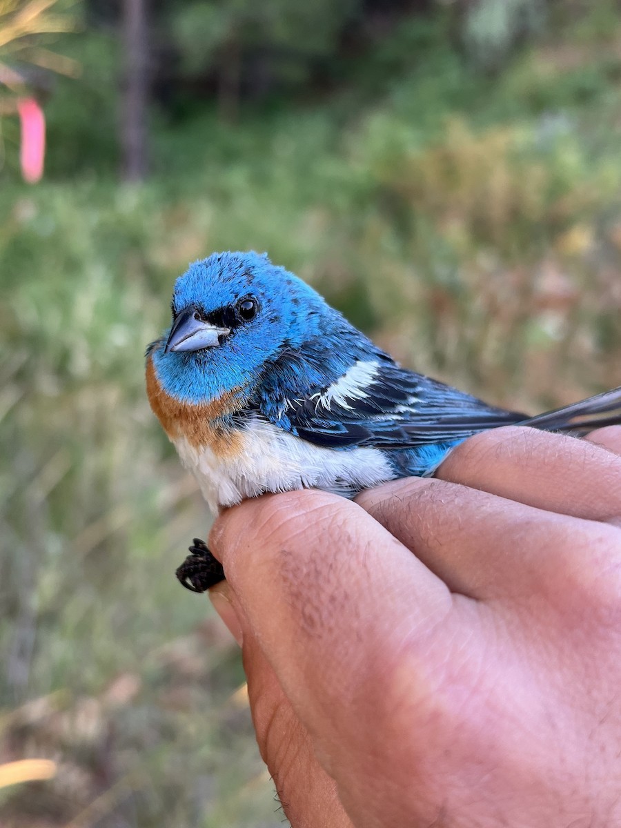 Lazuli Bunting - ML647470741