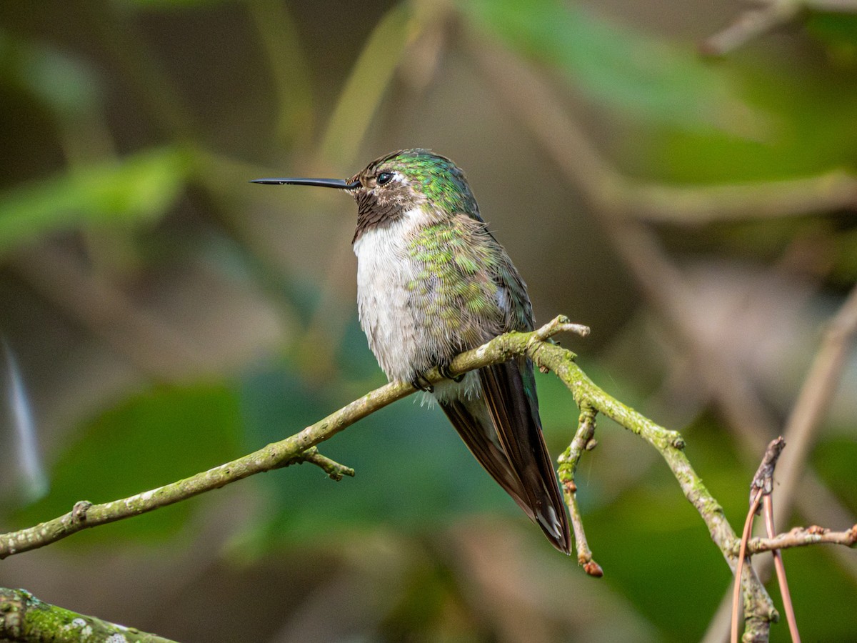 Broad-tailed Hummingbird - ML647470771
