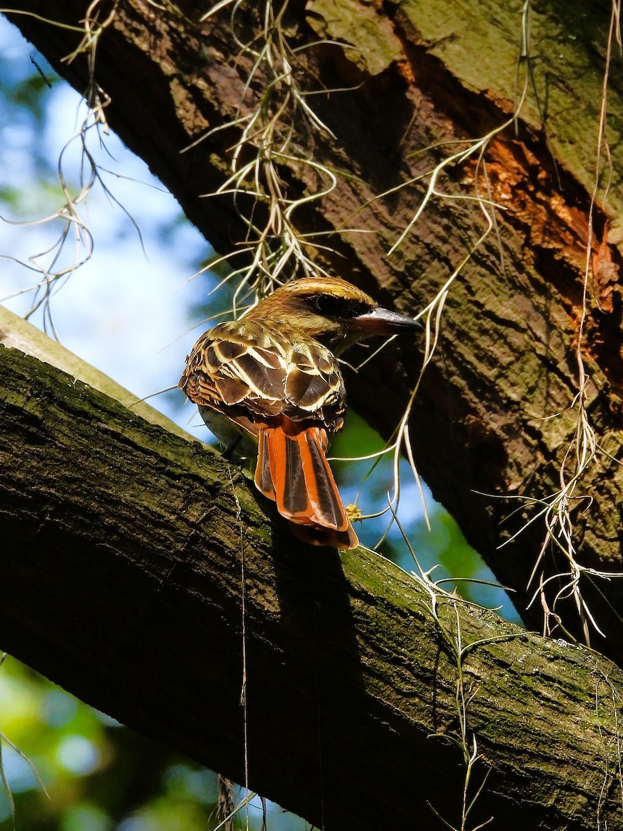Streaked Flycatcher - ML647470775