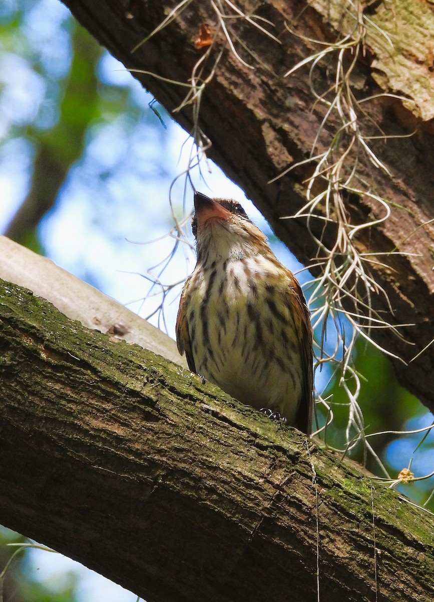 Streaked Flycatcher - ML647470776