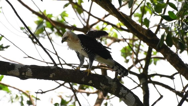 Ornate Hawk-Eagle - ML647470777