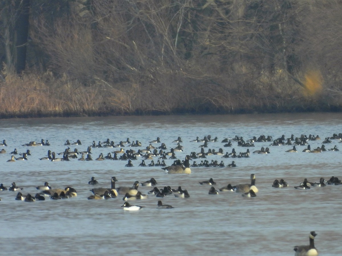 鵲鴨 - ML647470778