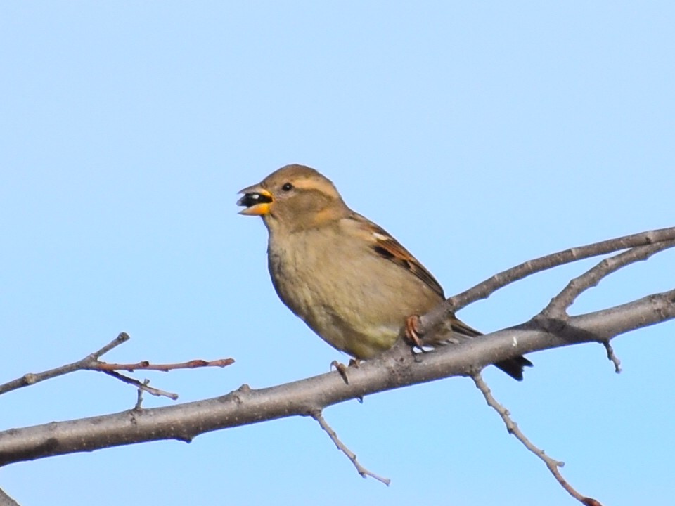 家麻雀(domesticus群) - ML647470779