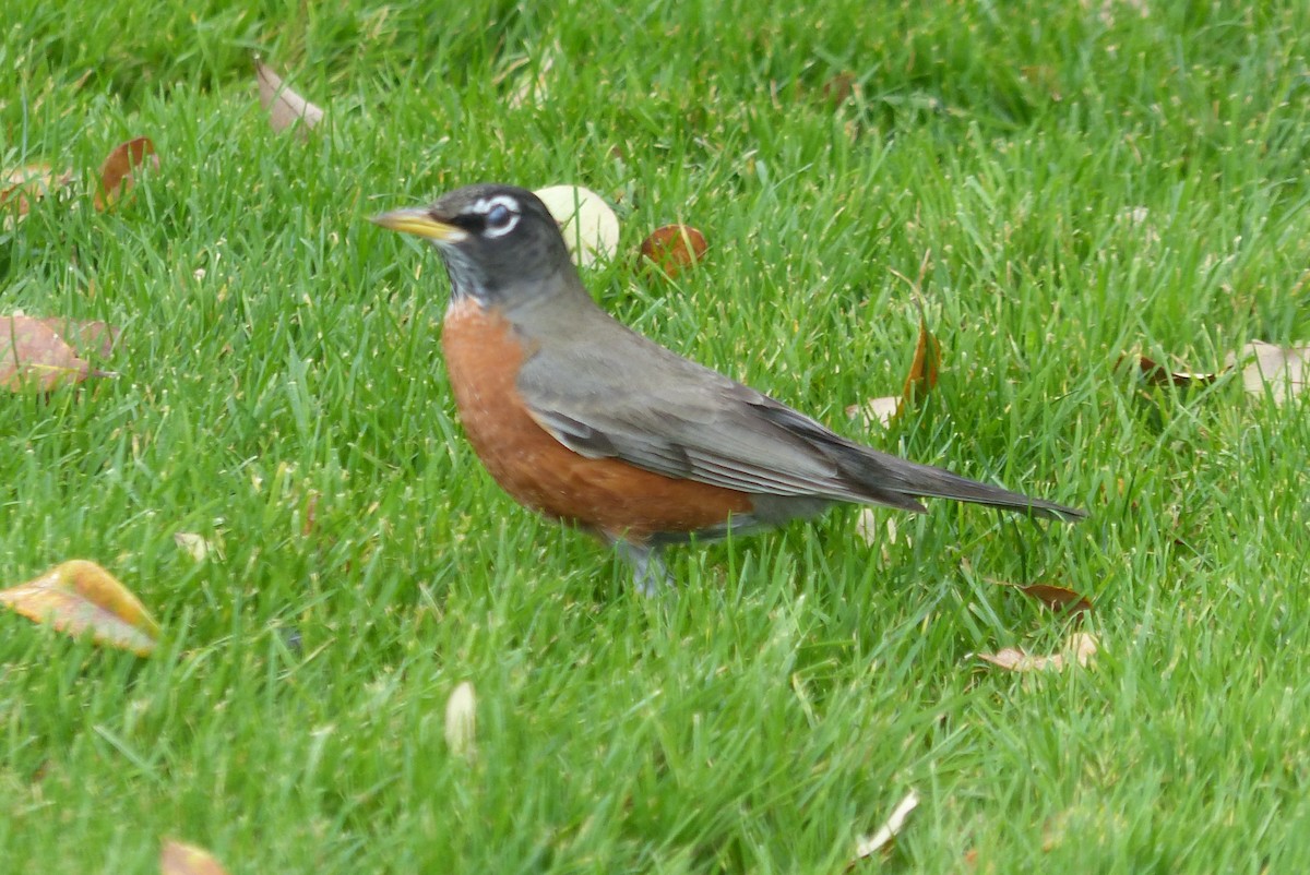 American Robin - ML647470780