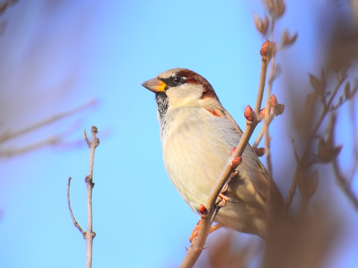 家麻雀(domesticus群) - ML647470782