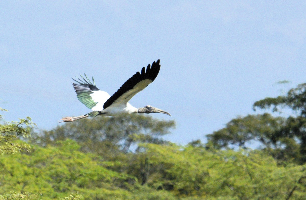 Wood Stork - ML647470783
