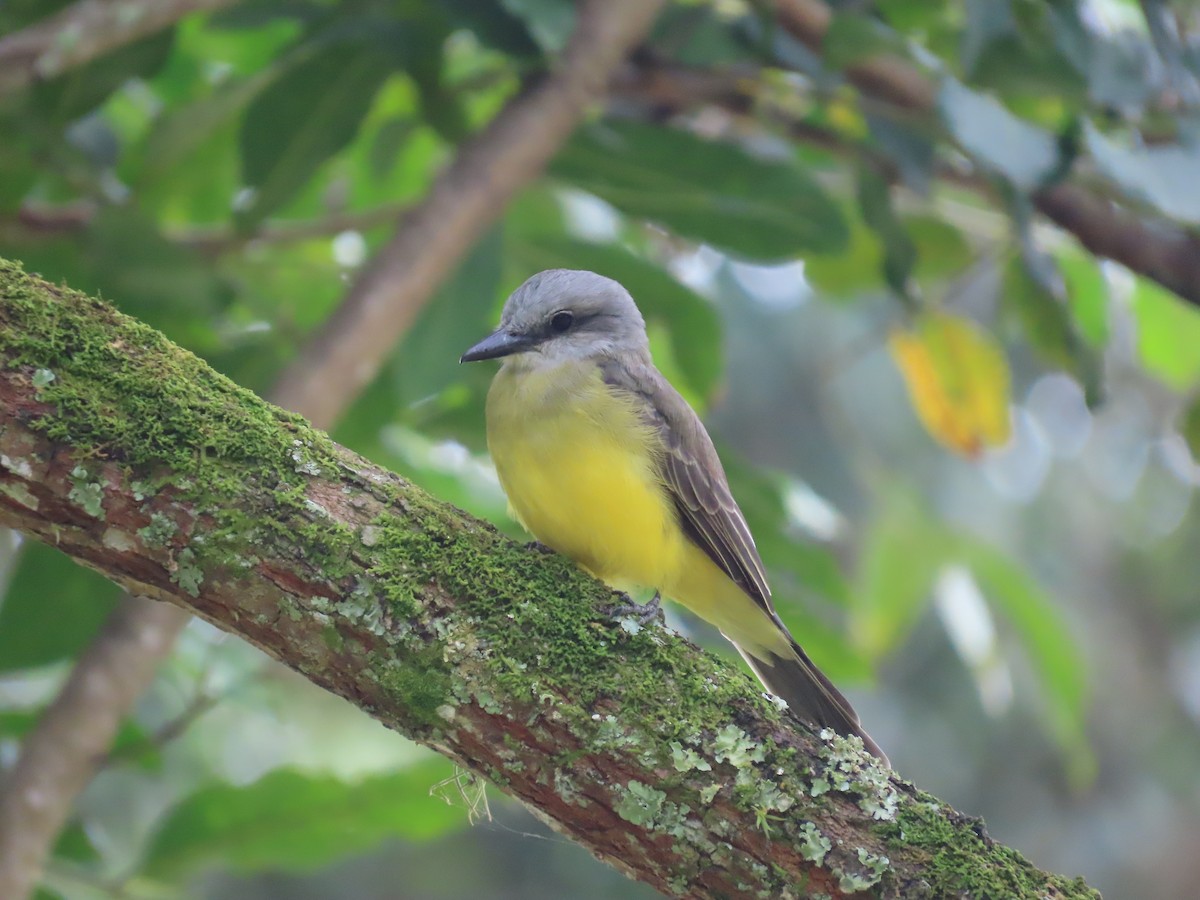 Tropical Kingbird - ML647470784