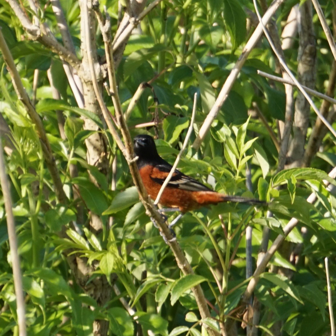 Orchard Oriole - ML647470785