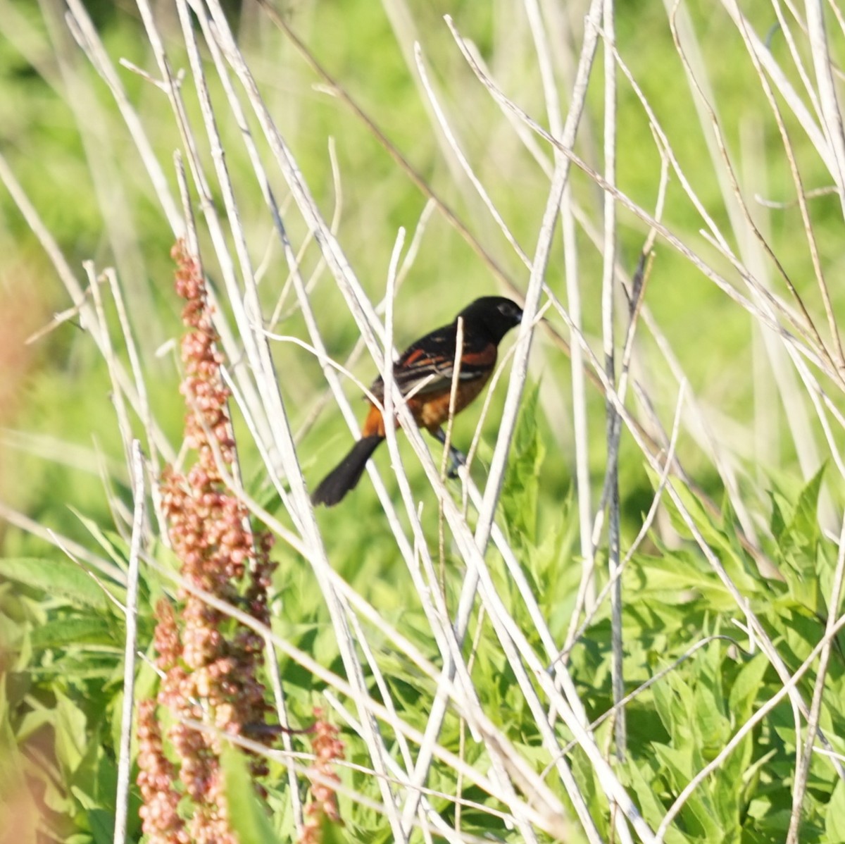 Orchard Oriole - ML647470786