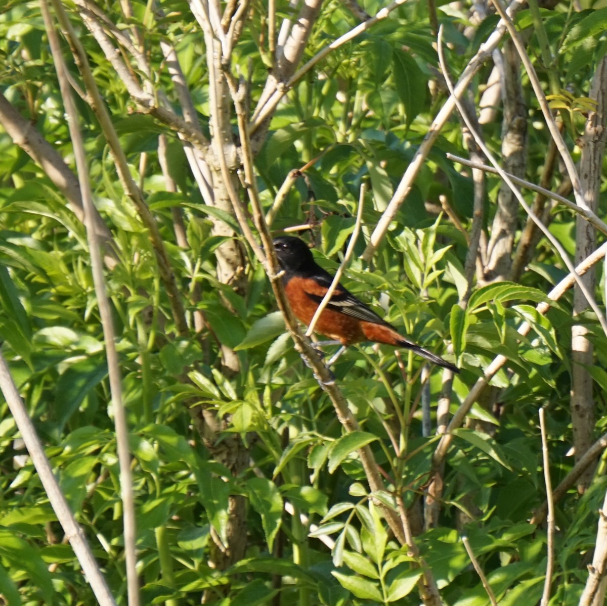 Orchard Oriole - ML647470787