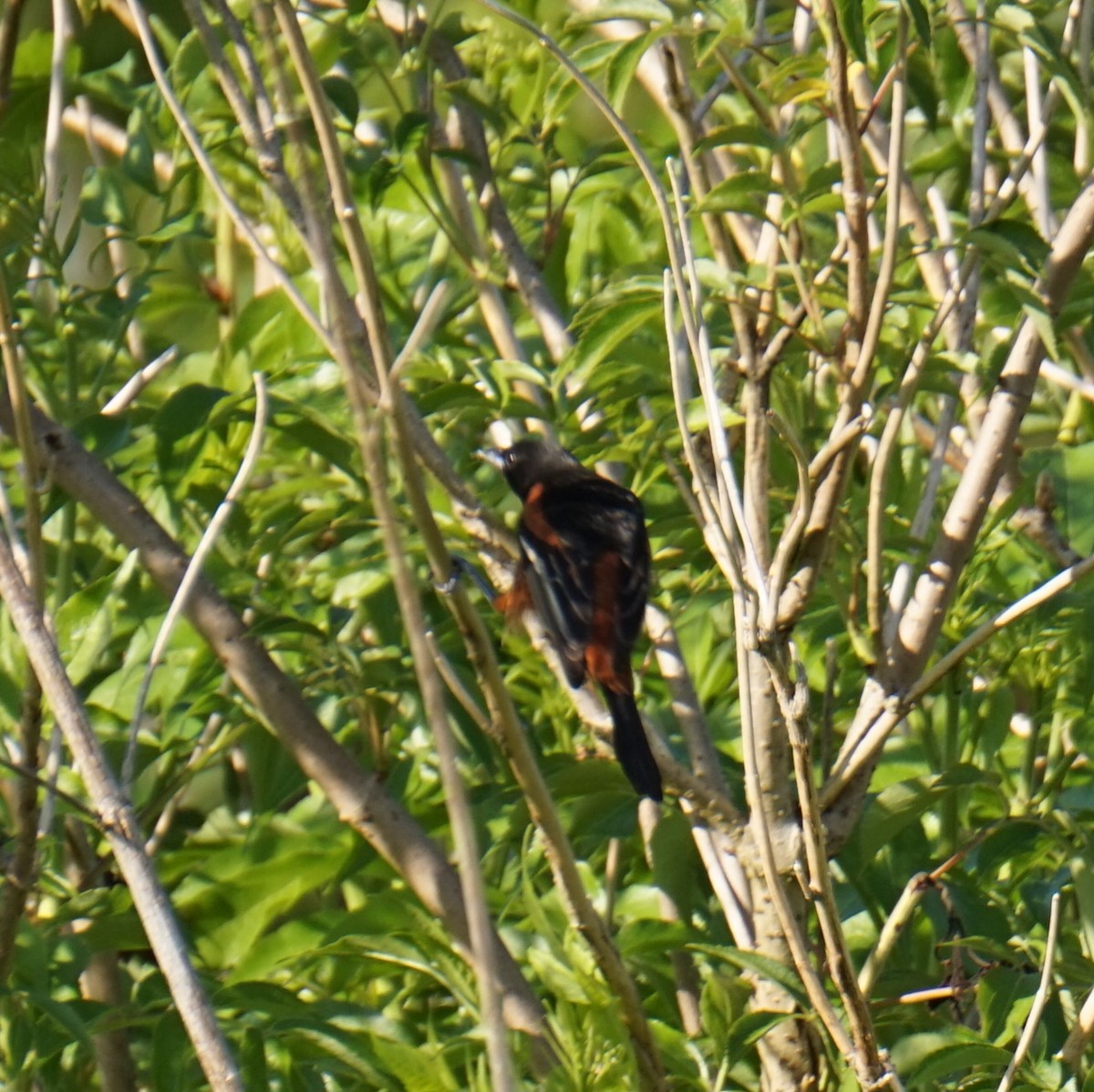 Orchard Oriole - ML647470788