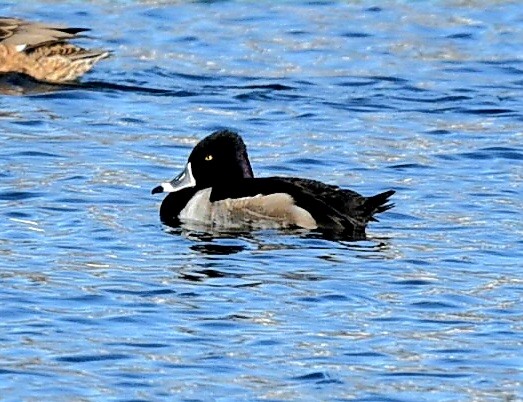 環頸潛鴨 - ML647470789