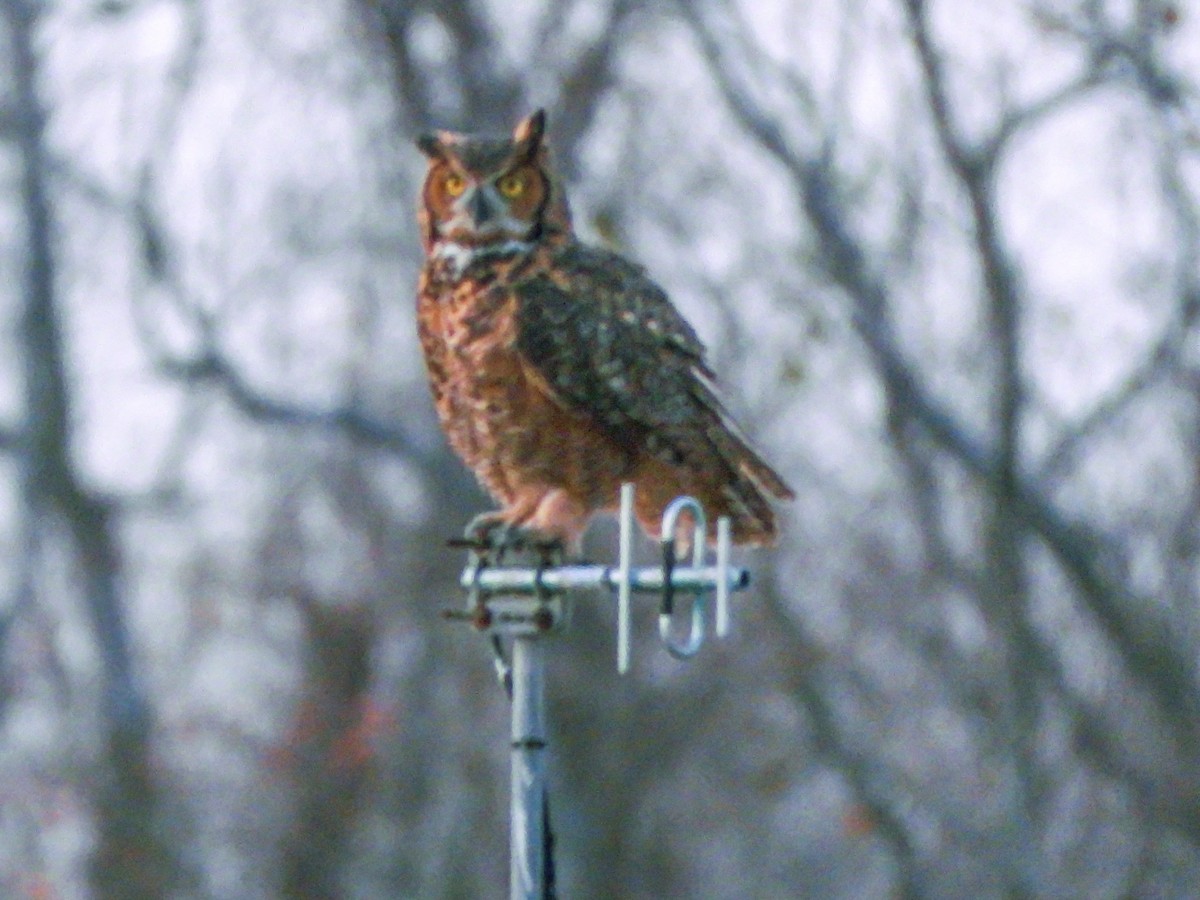 Great Horned Owl - ML647470793
