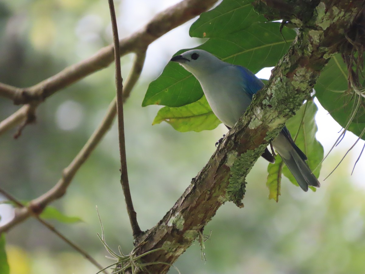 Blue-gray Tanager - ML647470794