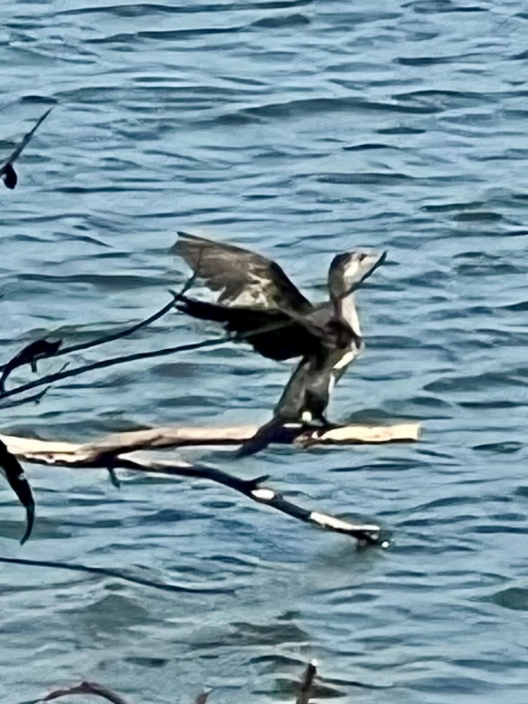 鸕鷀 - ML647470795