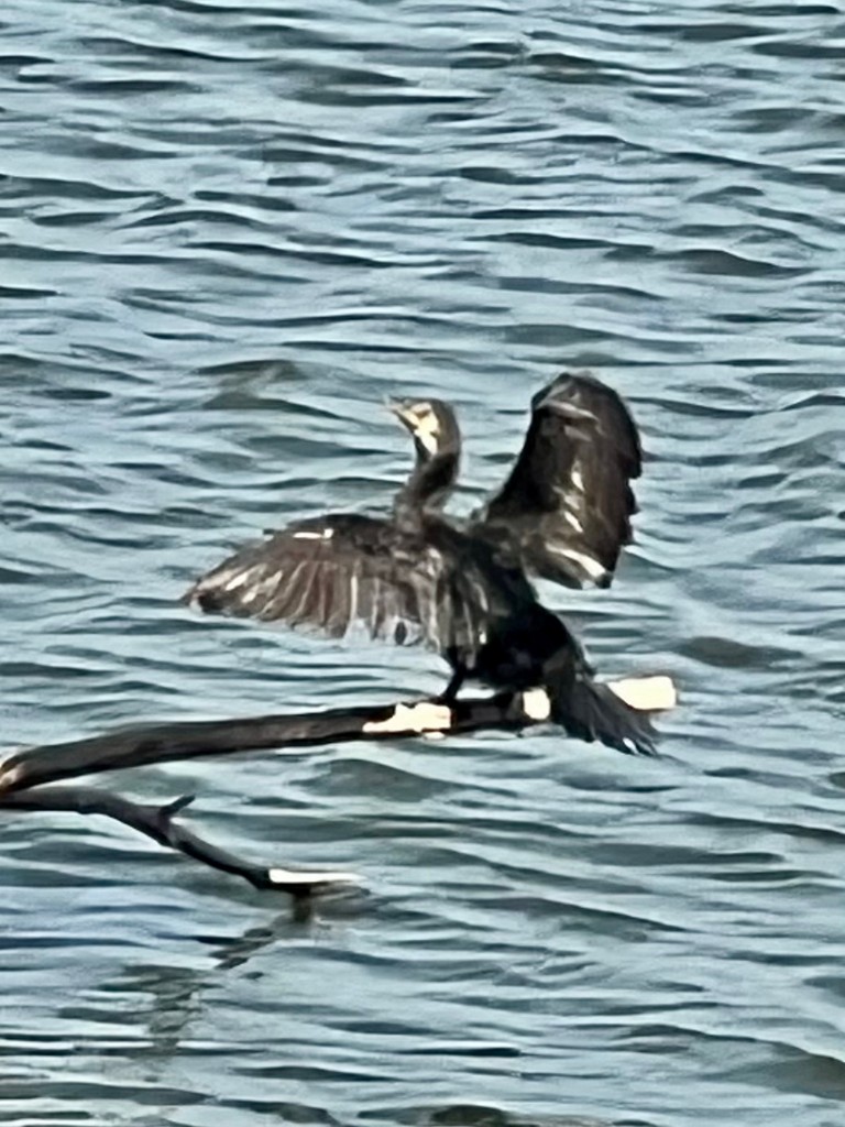 鸕鷀 - ML647470796